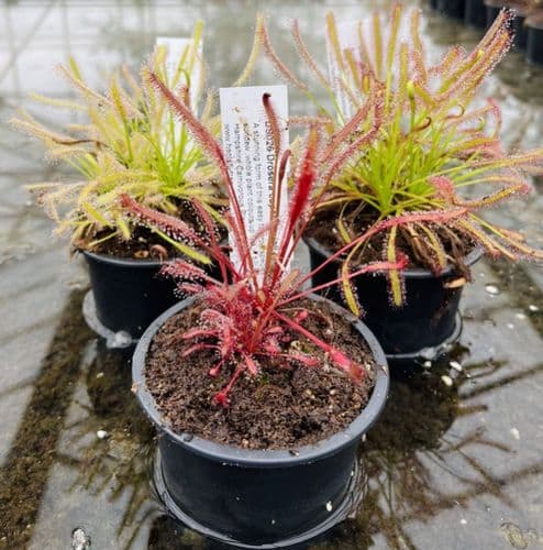 Cl32 Drosera capensis collection 3