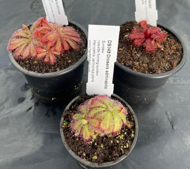 Cl33 Drosera collection 3