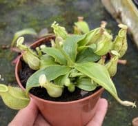 COL55 Nepenthes Collection 3