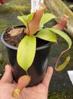 COL55 Nepenthes Collection 3