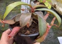 COL55 Nepenthes Collection 3