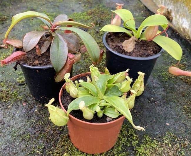 COL55 Nepenthes Collection 3