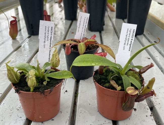 COL71 Nepenthes Collection 3