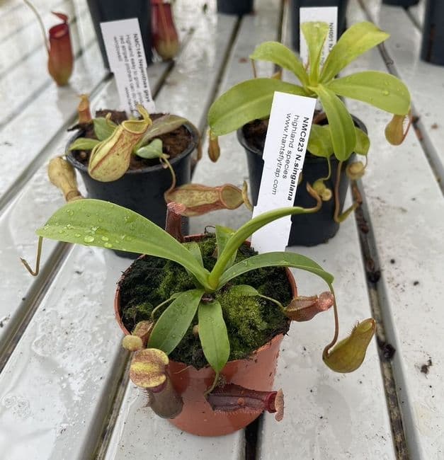 COL72 Nepenthes Collection 3