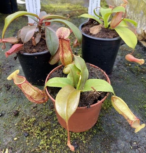 COL77 Nepenthes Collection 3