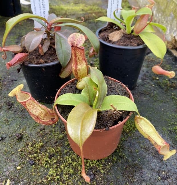 COL77 Nepenthes Collection 3