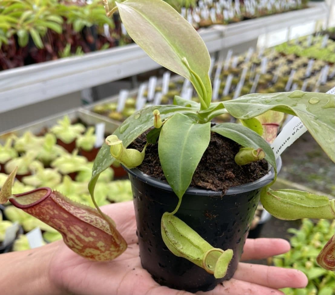 NEPETHICA ネペンテス SEALED BOTTLE PLANTS N⁄G」 2個セットSEALED