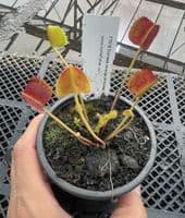 CP01 3 Carnivorous Plants Collection