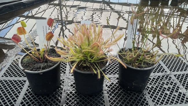 CP01 3 Carnivorous Plants Collection