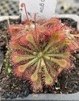 CP02 3 Carnivorous Plants Collection