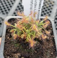 CP02 3 Carnivorous Plants Collection