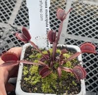 CP02 3 Carnivorous Plants Collection