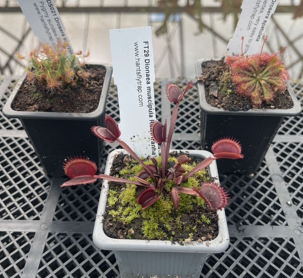 CP02 3 Carnivorous Plants Collection