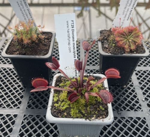 CP02 3 Carnivorous Plants Collection