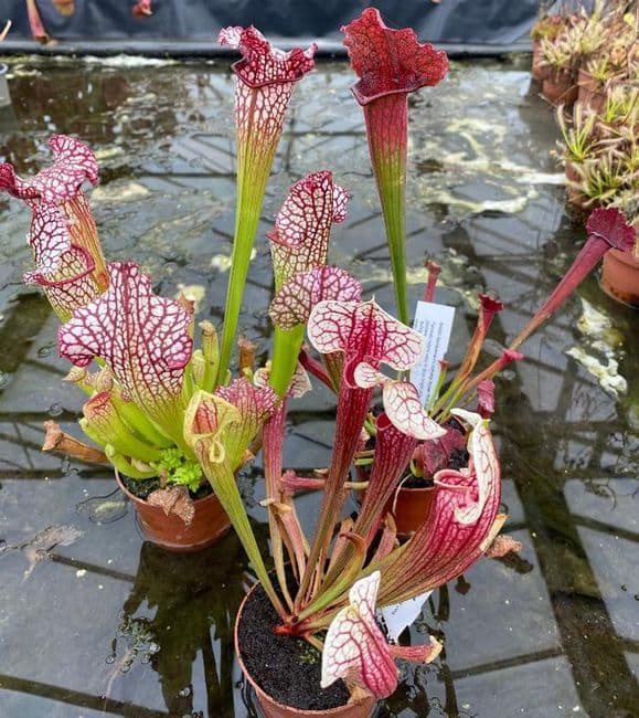 CS01 Mix of sarracenia ( Medium )3