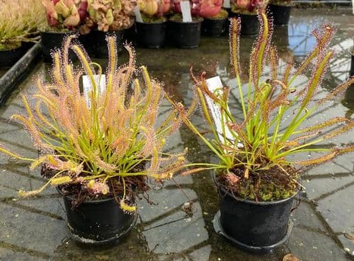 CSD1 Drosera Sundrew Collection 2