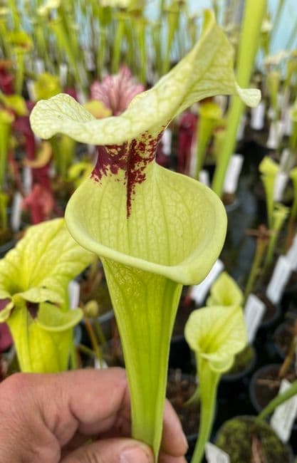 DD2 HC221 x S. x moorei Gulf coast