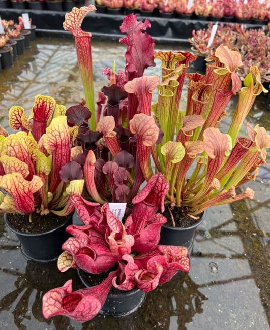 DE1 Deluxe hardy Sarracenia bog garden Collection Large 5