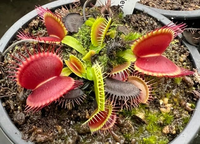 Dionaea muscipula Dingley Giant