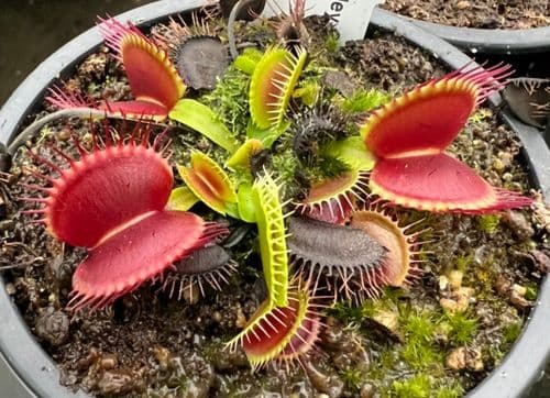 Dionaea muscipula Dingley Giant