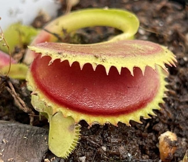 Dionaea muscipula Dracula