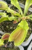 Dionaea muscipula Korrigans