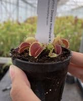 Dionaea muscipula Korrigans