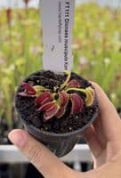 Dionaea muscipula Korrigans
