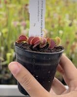 Dionaea muscipula Korrigans