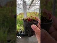 Dionaea muscipula Korrigans