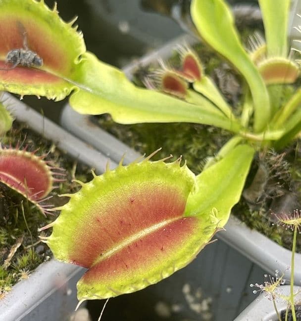 Dionaea muscipula Korrigans