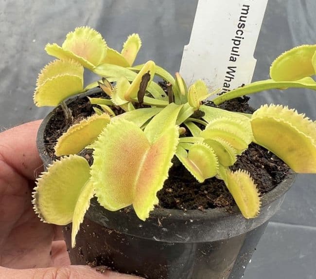 Dionaea muscipula Whale