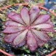 Drosera  hamiltonii