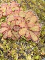 Drosera  hamiltonii