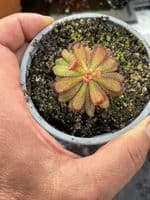 Drosera  hamiltonii