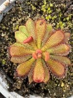 Drosera  hamiltonii