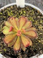 Drosera  hamiltonii