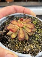 Drosera  hamiltonii