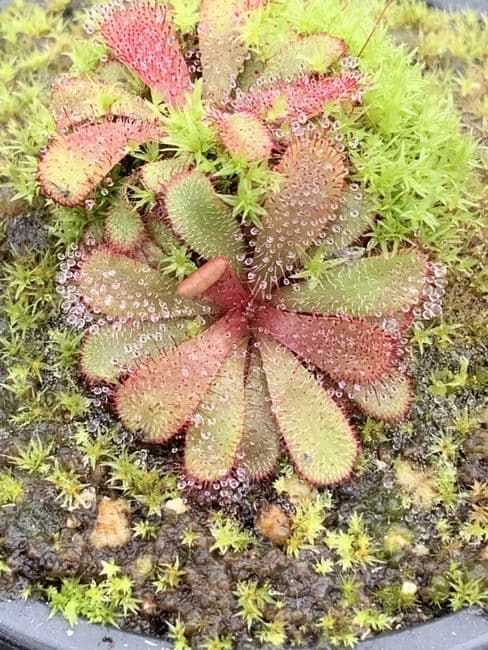 Drosera  hamiltonii