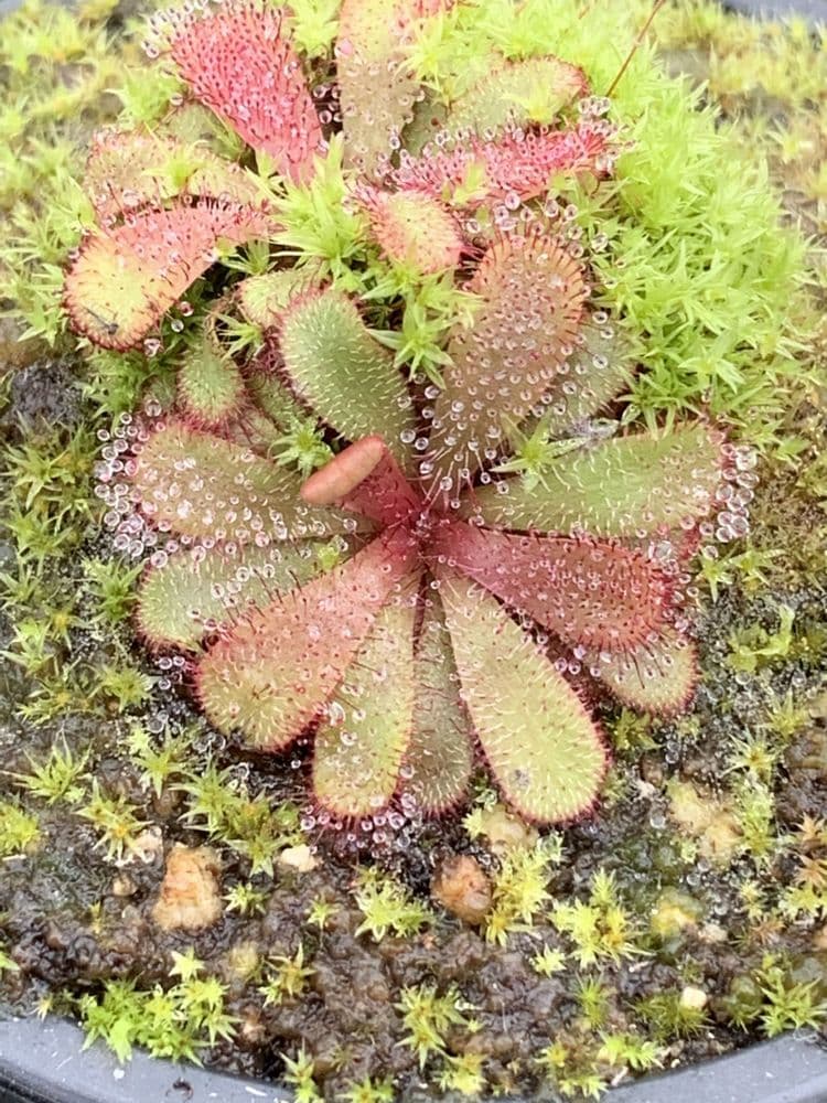 Drosera hamiltonii
