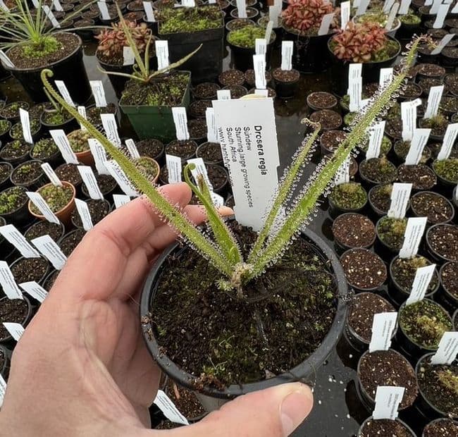 Drosera regia