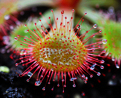 Drosera rubrifolia sundew