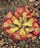 Drosera rubrifolia sundew