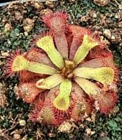Drosera rubrifolia sundew