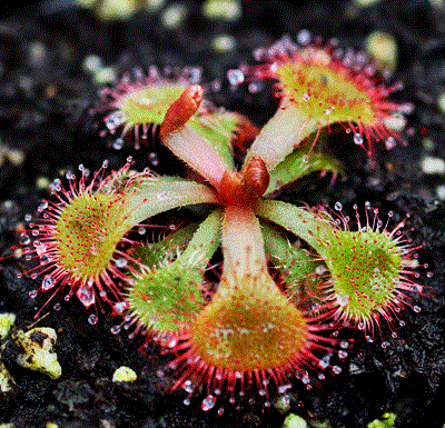 Drosera rubrifolia Sundew