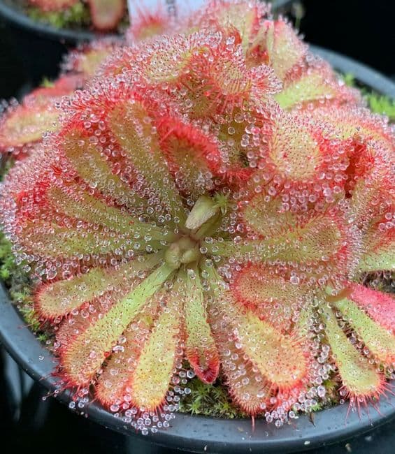 Drosera aliciae sundew