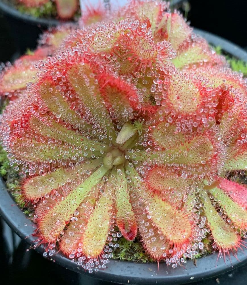 DS001 Drosera aliciae Sundew