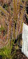 Drosera binata sundew