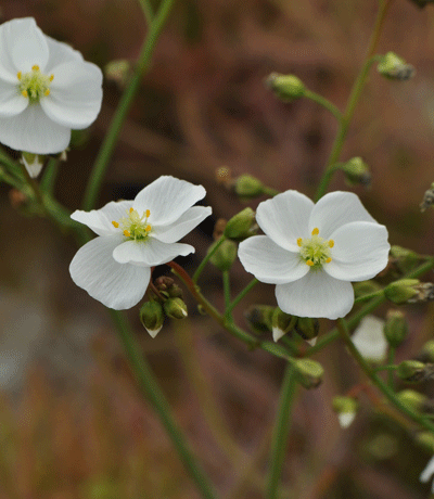 Drosera binata sundew