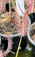 Drosera binata sundew
